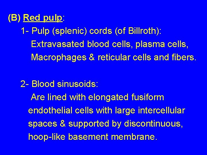 (B) Red pulp: 1 - Pulp (splenic) cords (of Billroth): Extravasated blood cells, plasma