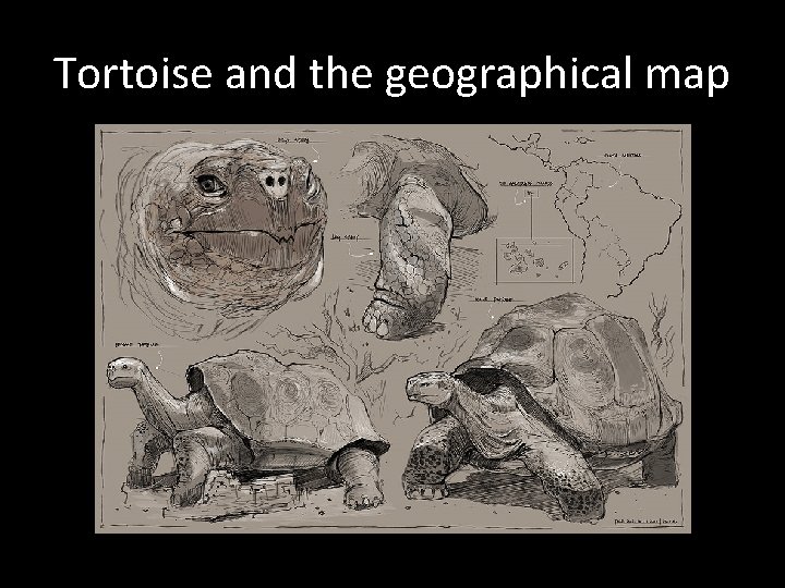 Tortoise and the geographical map 