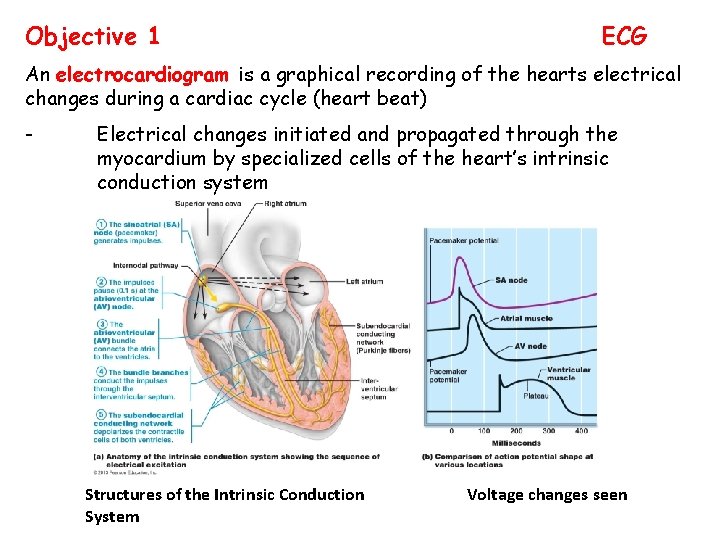 Objective 1 ECG An electrocardiogram is a graphical recording of the hearts electrical changes