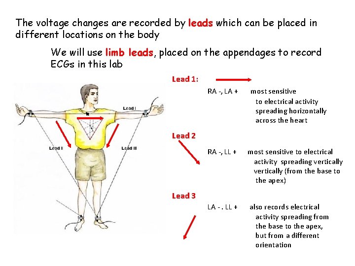 The voltage changes are recorded by leads which can be placed in different locations