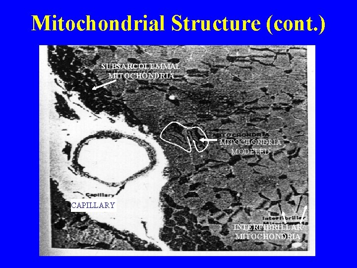 Mitochondrial Structure (cont. ) SUBSARCOLEMMAL MITOCHONDRIA MODELED CAPILLARY INTERFIBRILLAR MITOCHONDRIA 