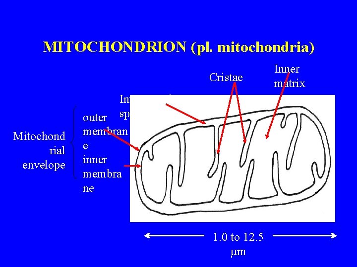 MITOCHONDRION (pl. mitochondria) Cristae Inter membrane space Mitochond rial envelope outer membran e inner
