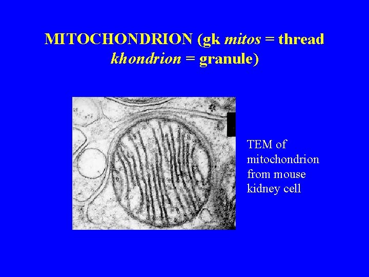 MITOCHONDRION (gk mitos = thread khondrion = granule) TEM of mitochondrion from mouse kidney