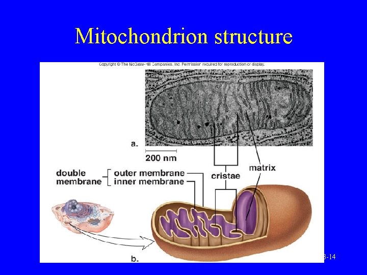 Mitochondrion structure 3 -14 