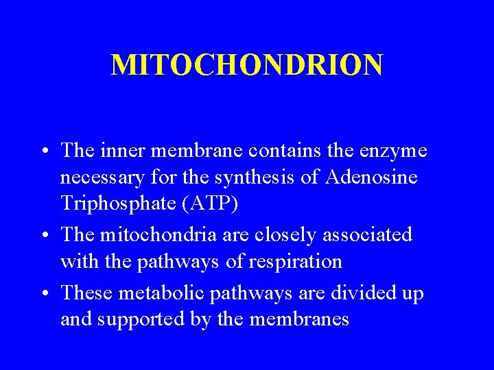 MITOCHONDRION • The inner membrane contains the enzyme necessary for the synthesis of Adenosine