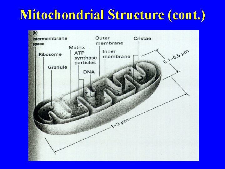 Mitochondrial Structure (cont. ) 