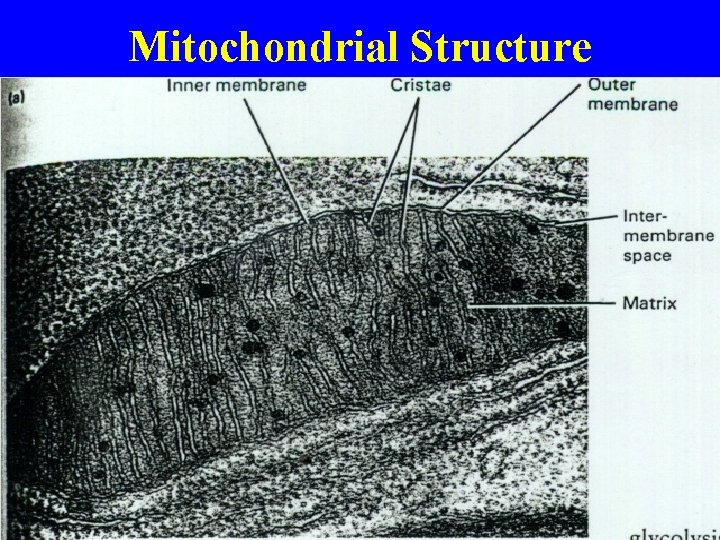 Mitochondrial Structure 