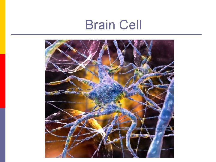 Brain Cell 