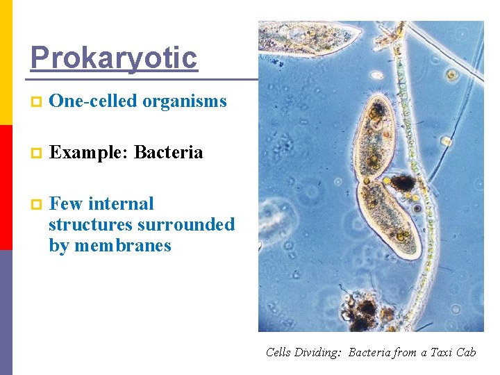 Prokaryotic p One-celled organisms p Example: Bacteria p Few internal structures surrounded by membranes