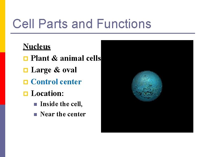 Cell Parts and Functions Nucleus p Plant & animal cells p Large & oval