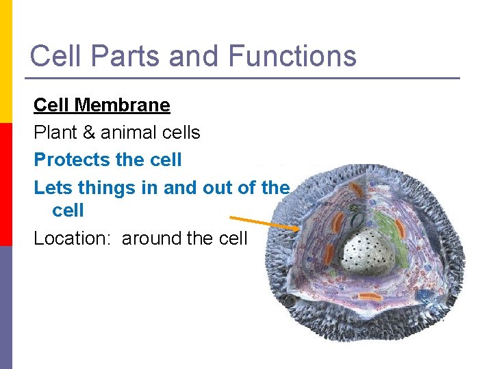 Cell Parts and Functions Cell Membrane Plant & animal cells Protects the cell Lets