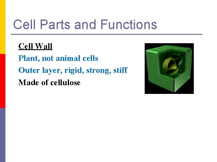 Cell Parts and Functions Cell Wall Plant, not animal cells Outer layer, rigid, strong,