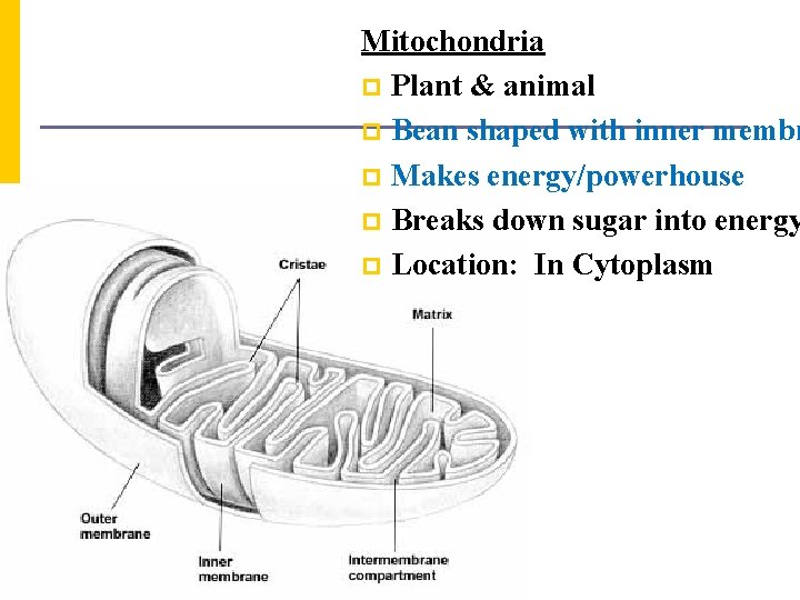 Mitochondria p Plant & animal p Bean shaped with inner membr p Makes energy/powerhouse