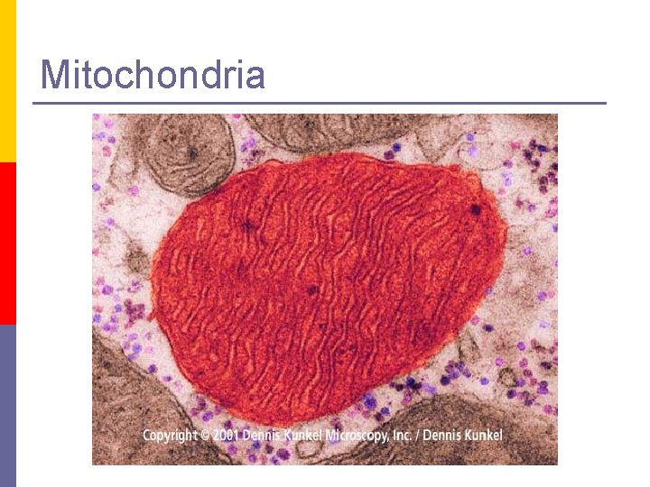 Mitochondria 
