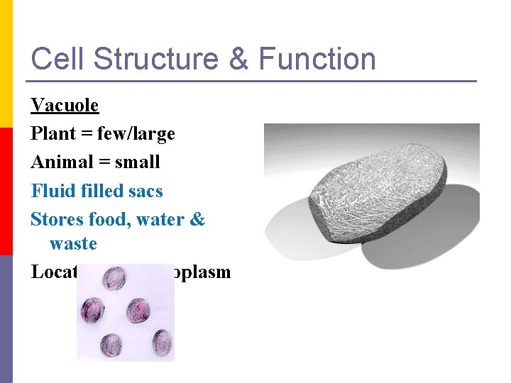 Cell Structure & Function Vacuole Plant = few/large Animal = small Fluid filled sacs