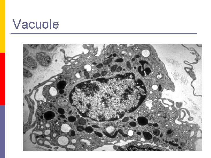 Vacuole 