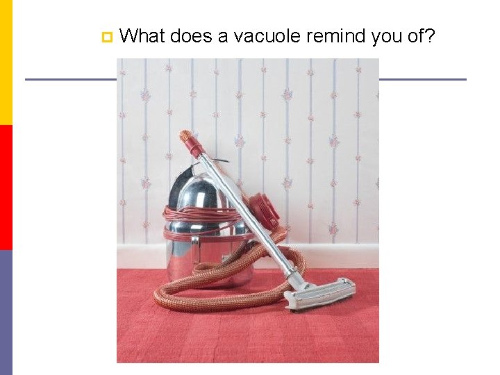 p What does a vacuole remind you of? 