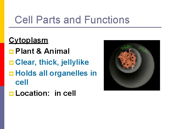 Cell Parts and Functions Cytoplasm p Plant & Animal p Clear, thick, jellylike p