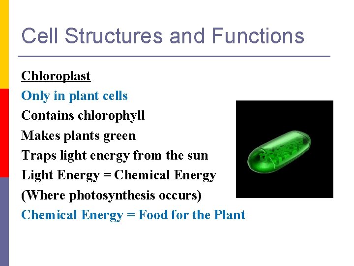Cell Structures and Functions Chloroplast Only in plant cells Contains chlorophyll Makes plants green
