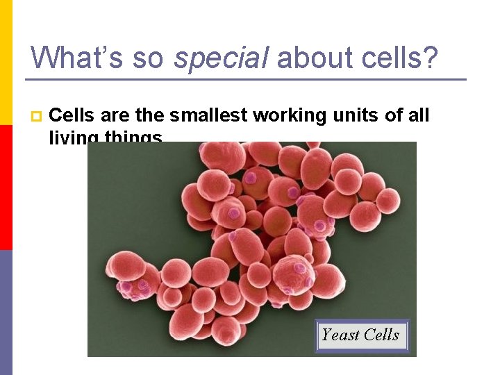 What’s so special about cells? p Cells are the smallest working units of all