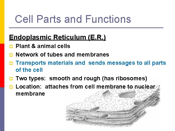 Cell Parts and Functions Endoplasmic Reticulum (E. R. ) p p p Plant &