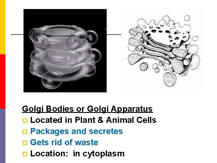 Golgi Bodies or Golgi Apparatus p Located in Plant & Animal Cells p Packages