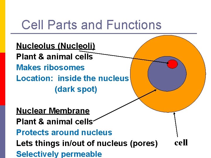 Cell Parts and Functions Nucleolus (Nucleoli) Plant & animal cells Makes ribosomes Location: inside