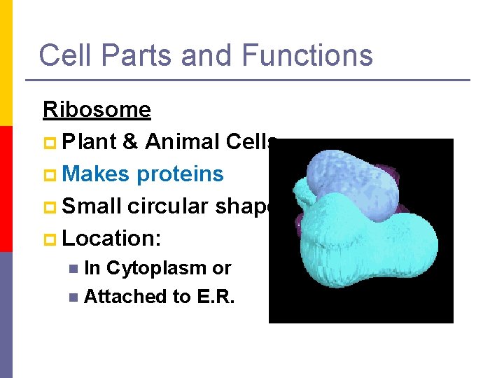 Cell Parts and Functions Ribosome p Plant & Animal Cells p Makes proteins p
