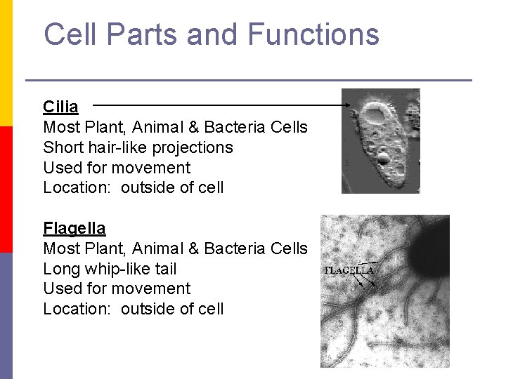 Cell Parts and Functions Cilia Most Plant, Animal & Bacteria Cells Short hair-like projections