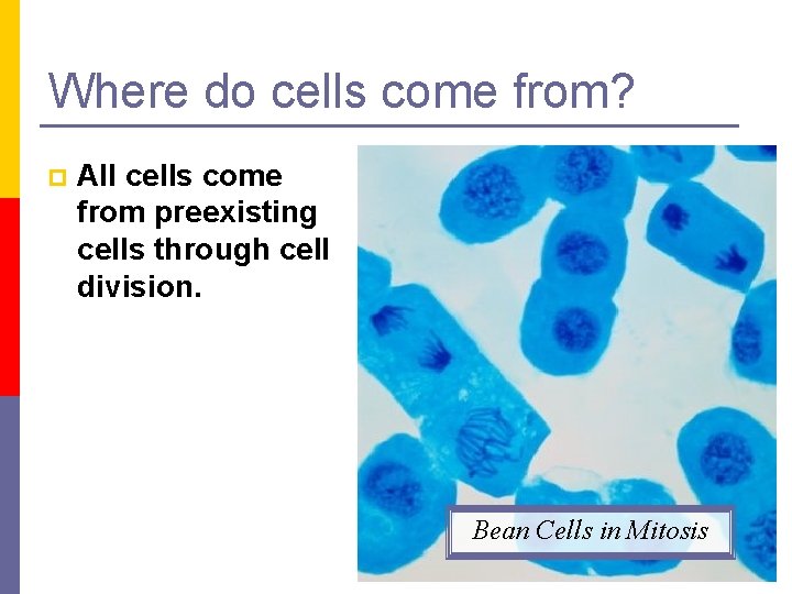Where do cells come from? p All cells come from preexisting cells through cell