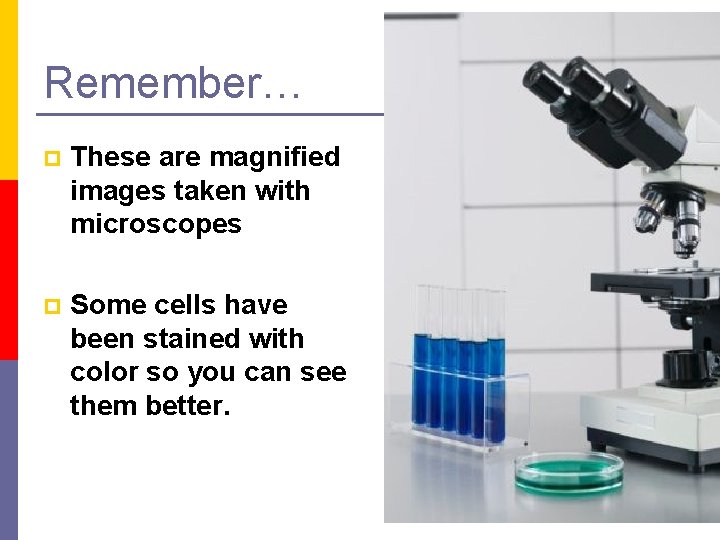 Remember… p These are magnified images taken with microscopes p Some cells have been