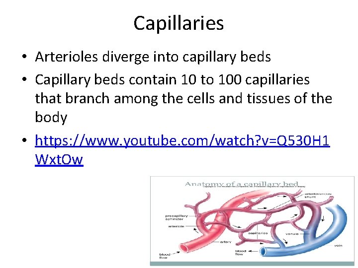 Capillaries • Arterioles diverge into capillary beds • Capillary beds contain 10 to 100