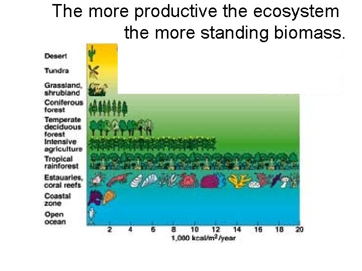 The more productive the ecosystem the more standing biomass. 