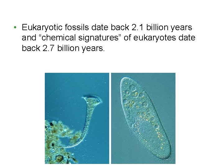 • Eukaryotic fossils date back 2. 1 billion years and “chemical signatures” of