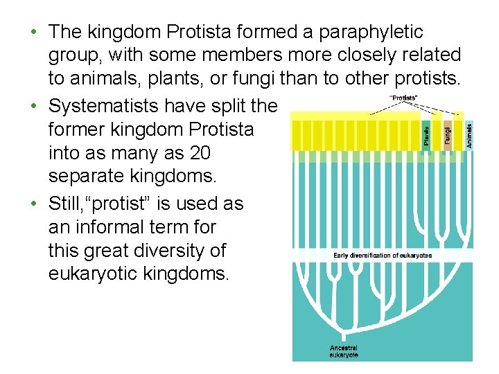  • The kingdom Protista formed a paraphyletic group, with some members more closely