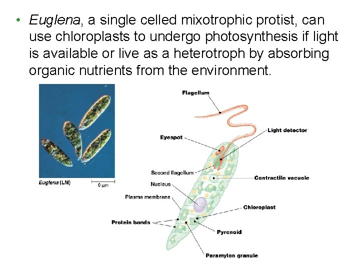 • Euglena, a single celled mixotrophic protist, can use chloroplasts to undergo photosynthesis