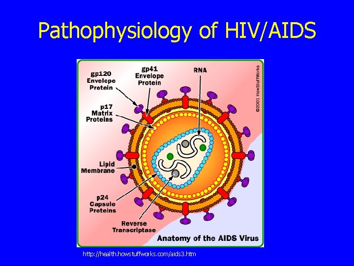 Pathophysiology of HIV/AIDS http: //health. howstuffworks. com/aids 3. htm 