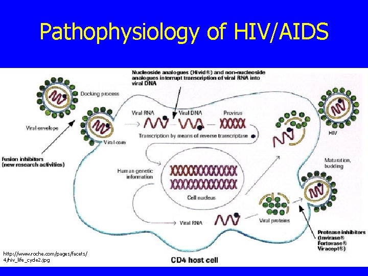 Pathophysiology of HIV/AIDS http: //www. roche. com/pages/facets/ 4/hiv_life_cycle 2. jpg 