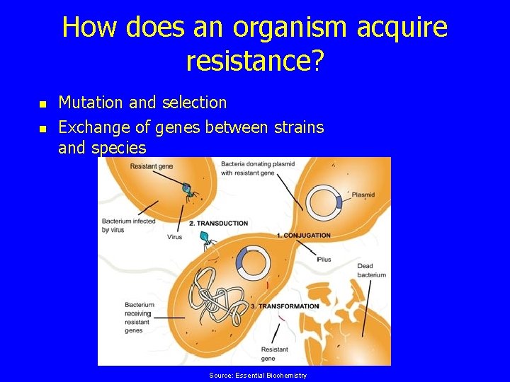 How does an organism acquire resistance? n n Mutation and selection Exchange of genes