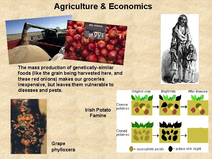 Agriculture & Economics The mass production of genetically-similar foods (like the grain being harvested