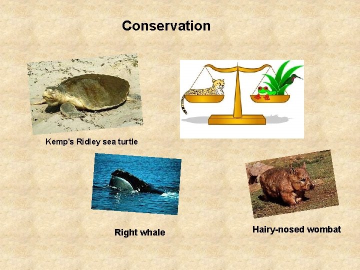 Conservation Kemp's Ridley sea turtle Right whale Hairy-nosed wombat 