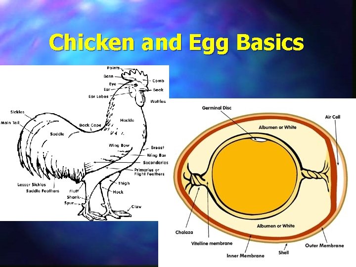 Chicken and Egg Basics 