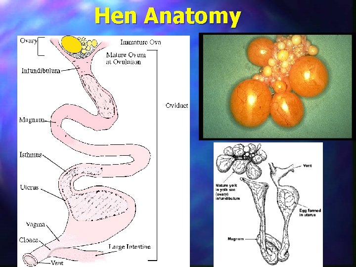 Hen Anatomy 