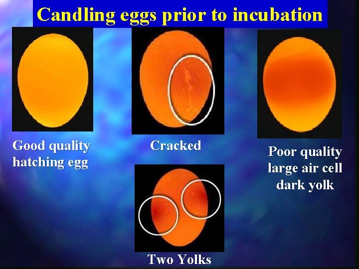 Candling eggs prior to incubation Good quality hatching egg Cracked Two Yolks Poor quality