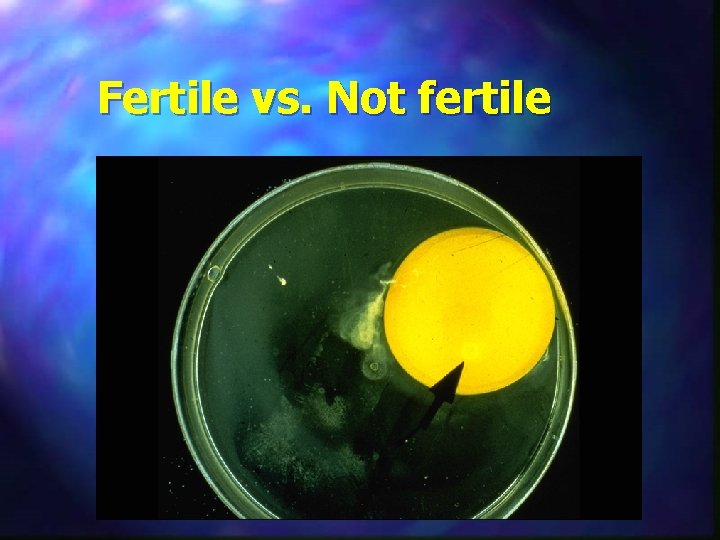 Fertile vs. Not fertile 