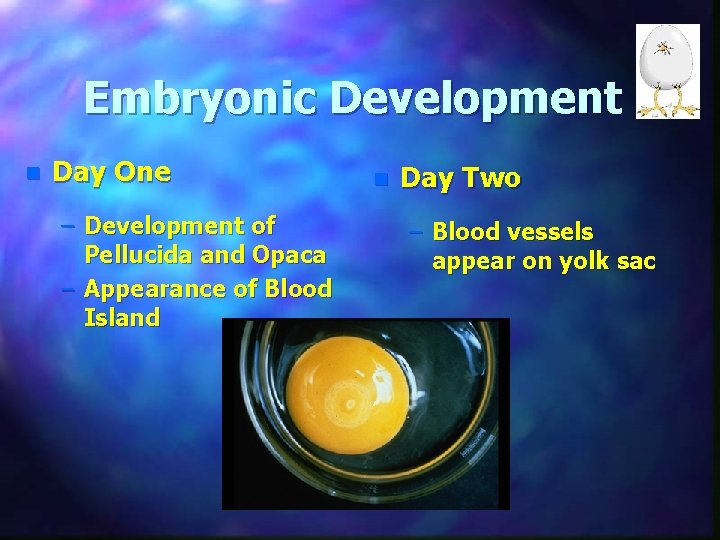 Embryonic Development n Day One – Development of Pellucida and Opaca – Appearance of