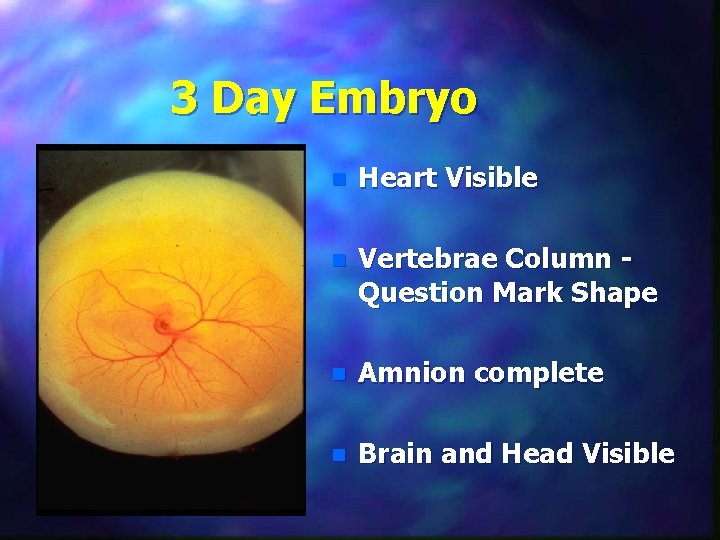 3 Day Embryo n Heart Visible n Vertebrae Column Question Mark Shape n Amnion