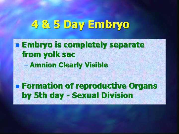 4 & 5 Day Embryo n Embryo is completely separate from yolk sac –