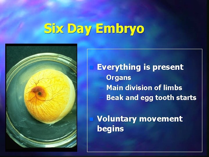 Six Day Embryo n Everything is present – – – n Organs Main division