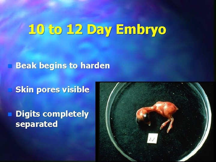 10 to 12 Day Embryo n Beak begins to harden n Skin pores visible